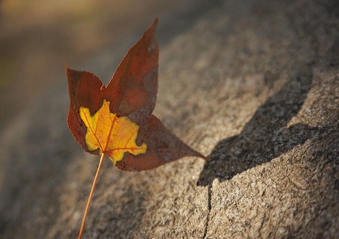 ���Ǯ������ - ��ȫ֧������|��������Ǯ��ƽ̨